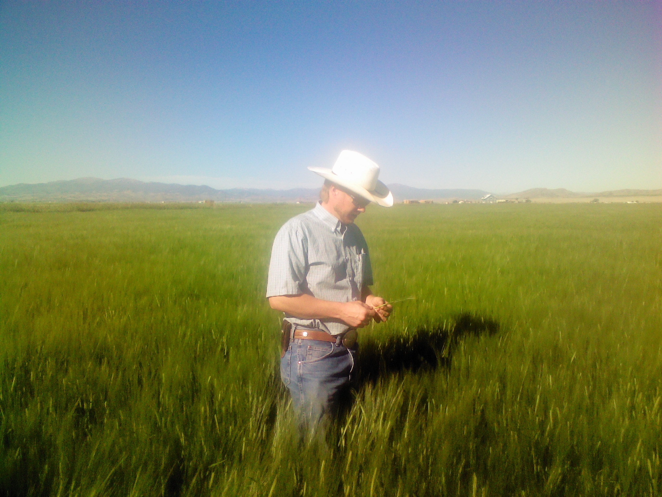 Malt barley farmers - Proximity supplies New Story Brewing in Tulsa, OK